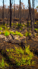 Forêt des Landes de Gascogne, calcinée après le passage des incendies de l'été 2022, à proximité de Landiras