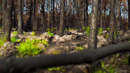 Forêt des Landes de Gascogne, calcinée après le passage des incendies de l'été 2022, à proximité de Landiras