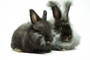 Obraz premium Happy New Year 2023 year of the rabbit, greeting card. Two cute fluffy black rabbits, one adult and one small rabbit, on a white background, shooting in the studio.