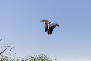 Photographie de pélicans au Parc National du Djoudj au Sénégal