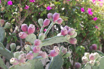 Prickly pear cactus (Opuntia, ficus-indica, Indian fig opuntia) with fruits.