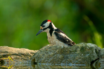 Great Spotted Woodpecker (Dendrocopos major) in forest