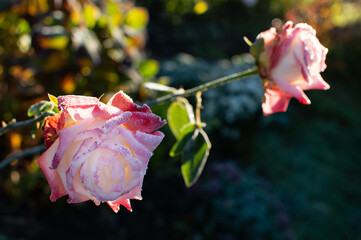 rose flower in the first frost	