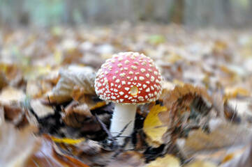 Fly agaric, poisonous red mushroom in yellow-orange fallen leaves in the autumn forest.