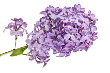 Obraz premium violet lilac blossoming branch with large flowers on white