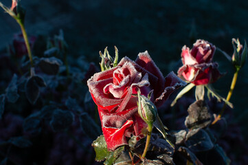 rose flower in the first frost	