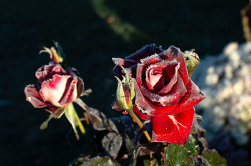 rose flower in the first frost	
