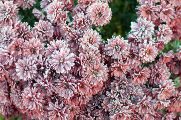 rose flower in the first frost	