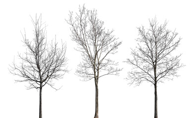 three medium maples with bare branches isolated on white
