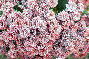 rose flower in the first frost	