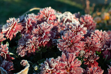 rose flower in the first frost	