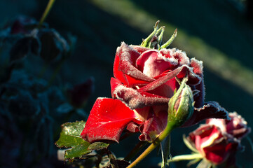 rose flower in the first frost	