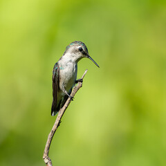 Obraz premium Zunzuncito