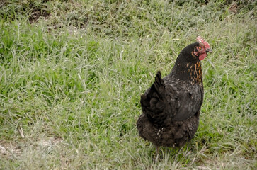 hens and turkeys graze freely in the outdoor mountainous coop and farm.Arcadia ,Greece