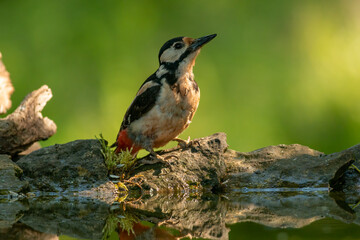 Great Spotted Woodpecker (Dendrocopos major) in forest