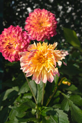 Beautiful colored summer flowers