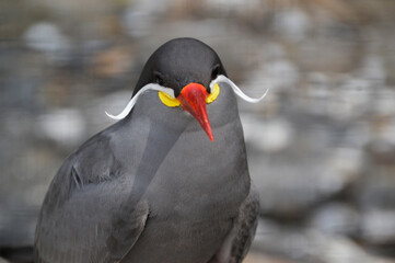 Fototapeta na wymiar Close Up Of An Inca Tern