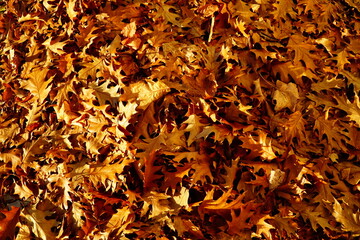Pattern of yellow bright oak leaves