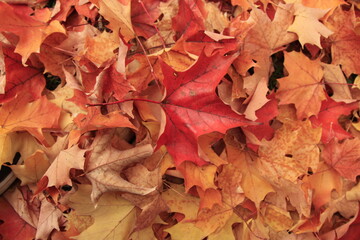 l'automne