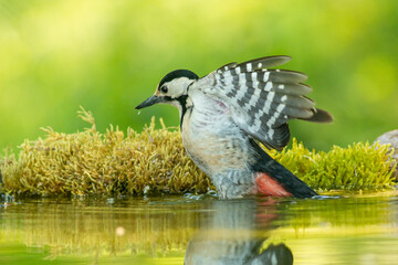 Syrian Woodpecker (Dendrocopos syriacus) in forest