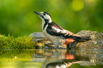Syrian Woodpecker (Dendrocopos syriacus) in forest