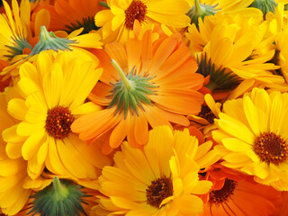 Viele Ringelblumenblüten