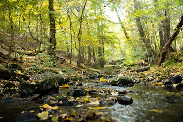 Autumnal scene with small creek flowing