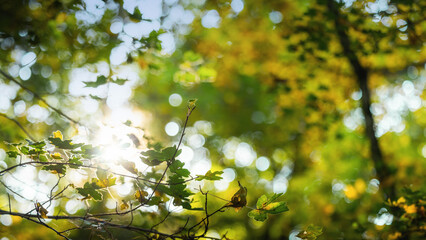 Autumnal background with leaves and sun