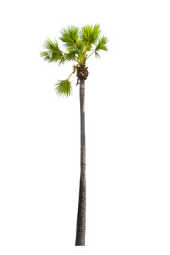 Sugar palm tree Isolated on white background