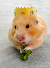Cute Syrian hamster wearing a crown and eating a vegetable 