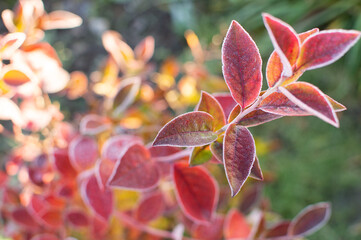 first frost and frozen leaves