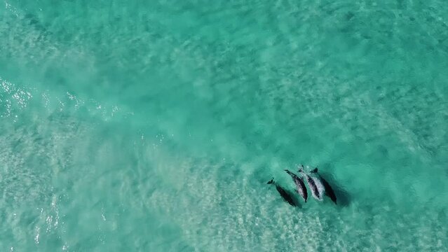 Drone footage of dolphins playing in the blue water in Esperance, Australia. 4 dolphins swimming in the shallows. 