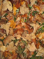 Fallen dry leaves of the tree cold autumn sad season end of cycle