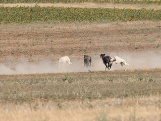 Obraz na płótnie Canvas greyhound race fast dog domestic animal field hare hunting