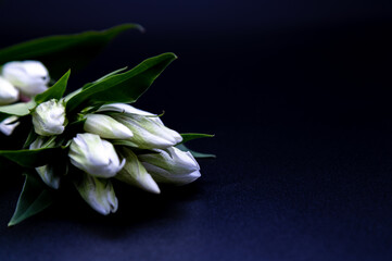 Obraz premium リンドウ