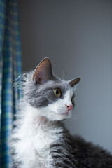 Junger blau weißer Devon Rex Kater schaut neugierig