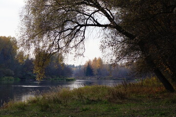 morning in the forest