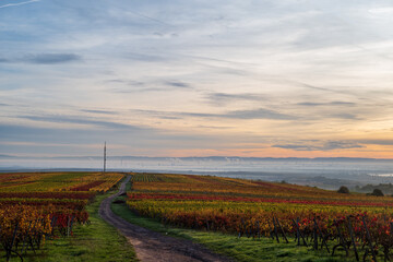 Fototapeta na wymiar vineyards in autumn in full color