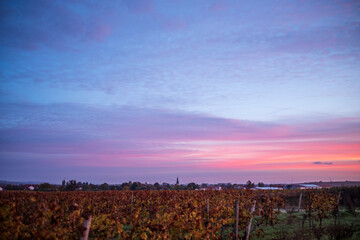 sunrise over the vineyards