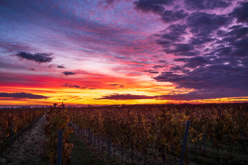 Naklejka na ściany i meble dramatic sunrise over a vineyard