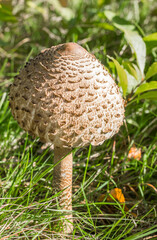 Single parasol mushroom (Lepiota Procera or Macrolepiota Procera) in the grass