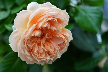 バラ（薔薇）オレンジ色