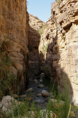 wadi bin hammad tropical rain forest trail in a canyon