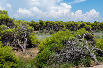Strofilia forest view from beach near Kaiafas lake, Peloponnese