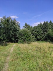a mid-forest meadow in the late summer sun