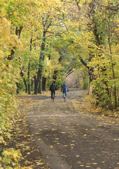 Fototapeta premium autumn landscape, road in the grove
