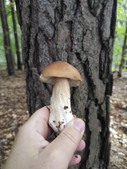 boletus on mushroom picking in hand