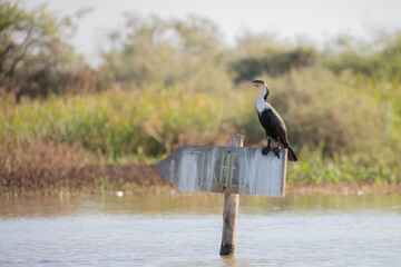 Photographie d'oiseaux au Parc National du Djoudj au Sénégal