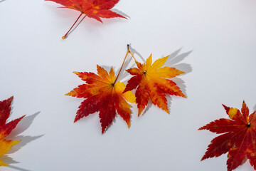 Maple leaves in autumn starting to color