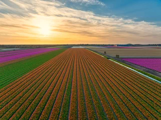 Deurstickers Field of orange tulips in The Netherlands. © Alex de Haas